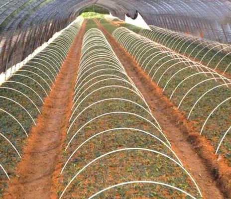 Δυνατό να λυθεί θερμοκηπίων σήραγγας ραβδί υποστήριξης FRP κήπο πασσάλους για λαχανικά και φράουλες